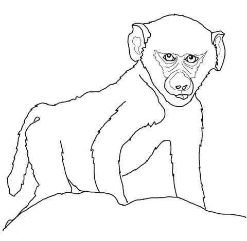 Baby Baboon Coloring Page